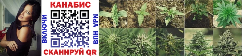Купить закладки  Ипатово  Бошки марихуана THC 21% 